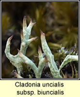 Cladonia uncialis subsp biuncialis
