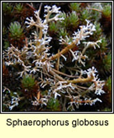 Sphaerophorus globosus