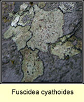 Fuscidea cyathoides