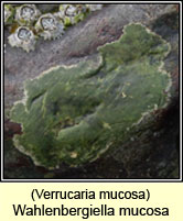 Verrucaria mucosa