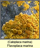 Caloplaca marina