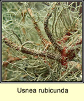 Usnea rubicunda