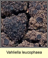 Vahliella leucophaea