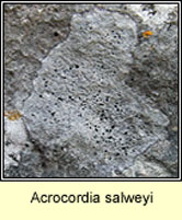 Acrocordia salweyi