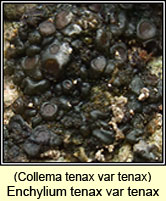 Enchylium tenax var tenax, Collema tenax var tenax