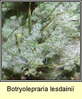 Botryolepraria lesdainii