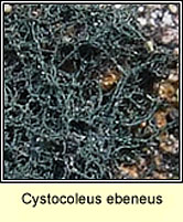 Cystocoleus ebeneus