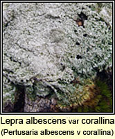 Lepra albescens var corallina, Pertusaria albescens var corallina