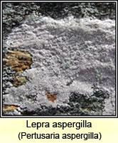 Lepra aspergilla, Pertusaria aspergilla
