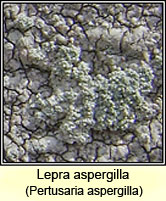Lepra aspergilla, Pertusaria aspergilla