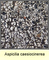 Aspicilia caesiocinerea