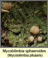 Mycobilimbia pilularis