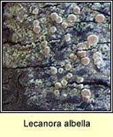 Lecanora albella