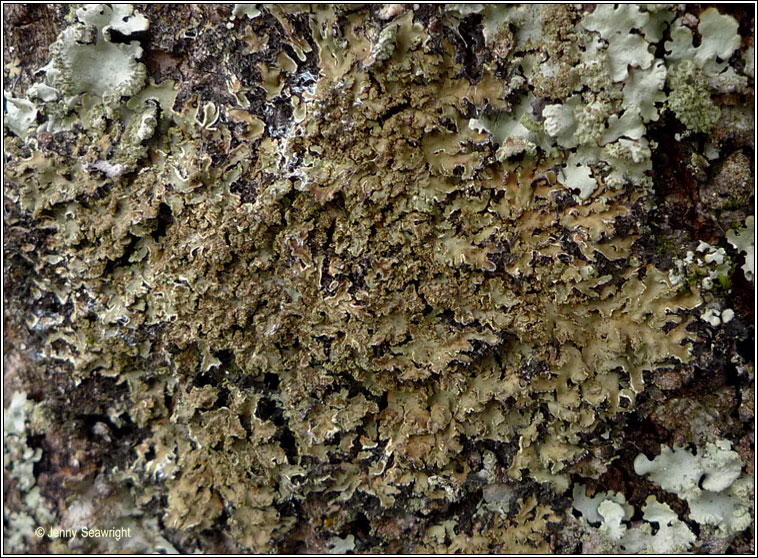 Physconia enteroxantha