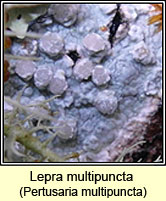 Lepra multipuncta, Pertusaria multipuncta