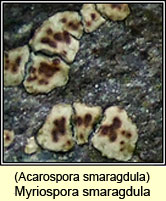 Myriospora smaragdula, Acarospora smaragdula