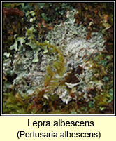Lepra albescens, Pertusaria albescens