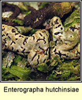 Enterographa hutchinsiae