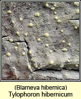 Tylophoron hibernicum, Blarneya hibernica