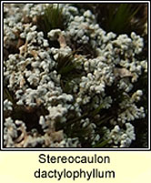 Stereocaulon dactylophyllum