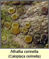 Athallia cerinella, Caloplaca cerinella