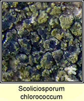 Scoliciosporum chlorococcum