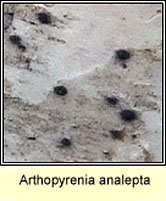 Arthopyrenia analepta