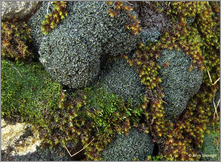 Collema tenax var ceranoides