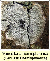 Varicellaria hemisphaerica, Pertusaria hemisphaerica