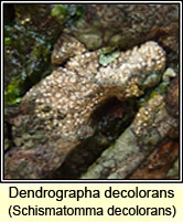 Dendrographa decolorans, Schismatomma decolorans