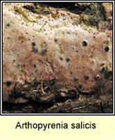 Arthopyrenia salicis