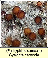 Pachyphiale carneola