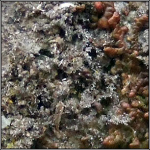 Porina coralloidea