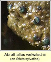 Abrothallus welwitschii