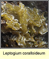 Leptogium coralloideum
