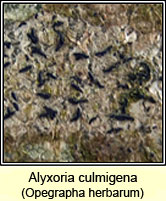 Alyxoria culmigena, Opegrapha herbarum