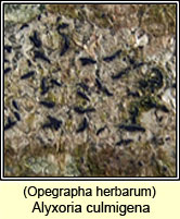 Opegrapha herbarum
