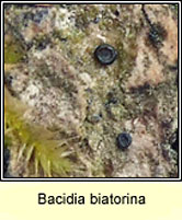Bacidia biatorina