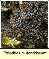Polychidium dendriscum