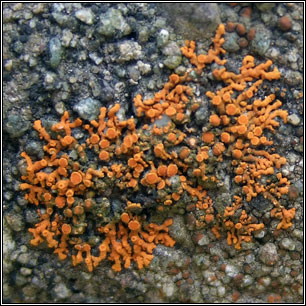 Xanthoria elegans