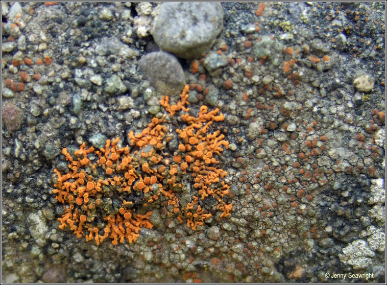 Xanthoria elegans