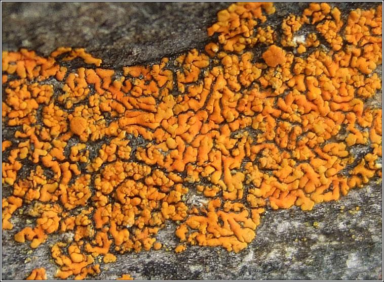 Xanthoria elegans