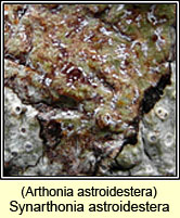 Synarthonia astroidestera, Arthonia astroidestera