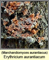 Marchandiomyces aurantiacus