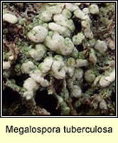 Megalospora tuberculosa