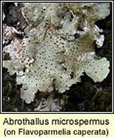 Abrothallus microspermus