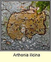 Arthonia ilicina