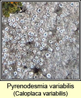 Pyrenodesmia variabilis, Caloplaca variabilis