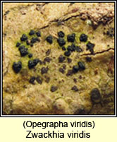 Opegrapha viridis