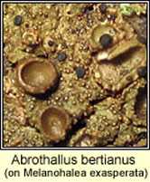 Abrothallus bertianus on Melanohalea exasperata